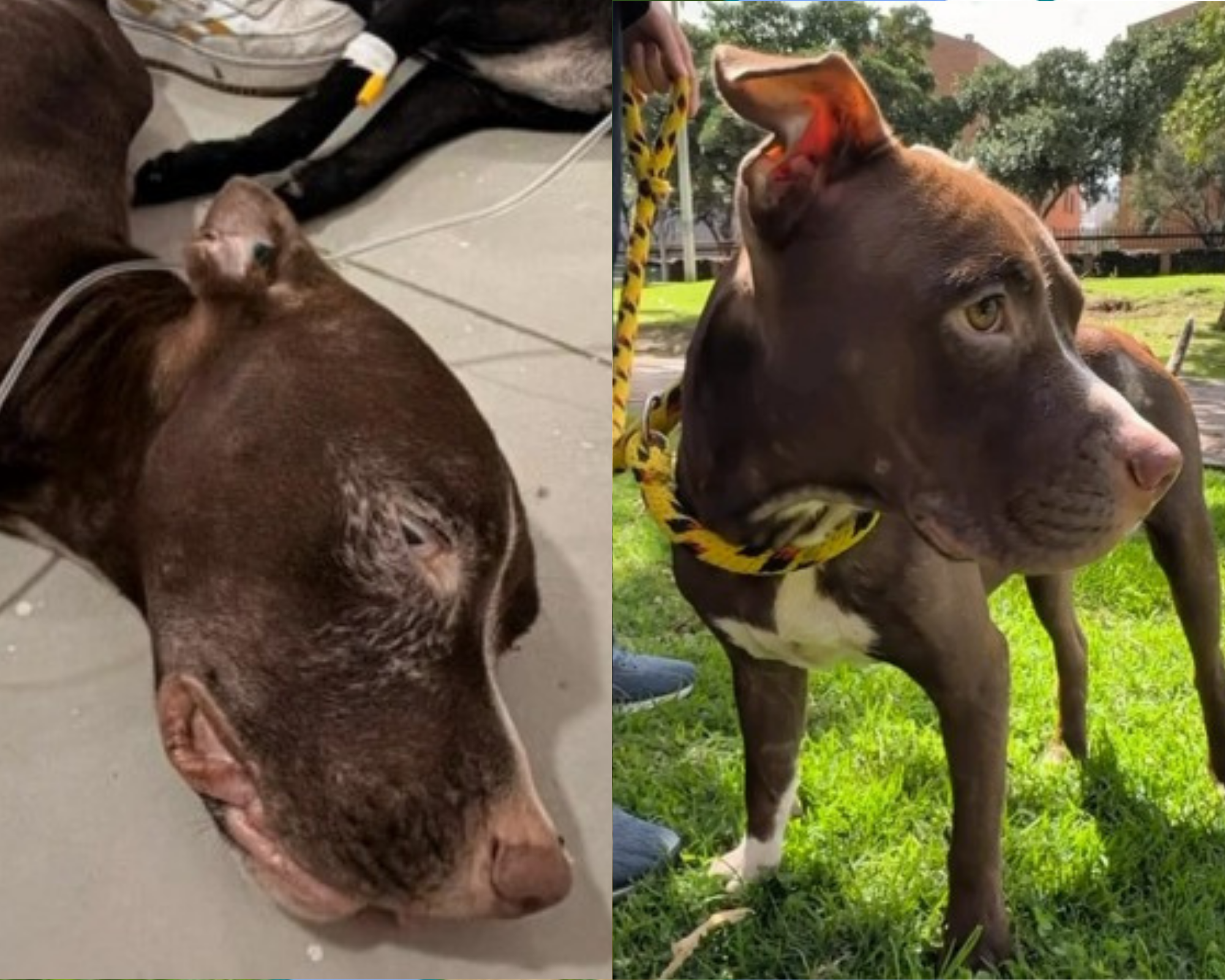 Ragnar tenía una “familia” que lo dejó en los huesos: ahora busca un hogar de verdad
