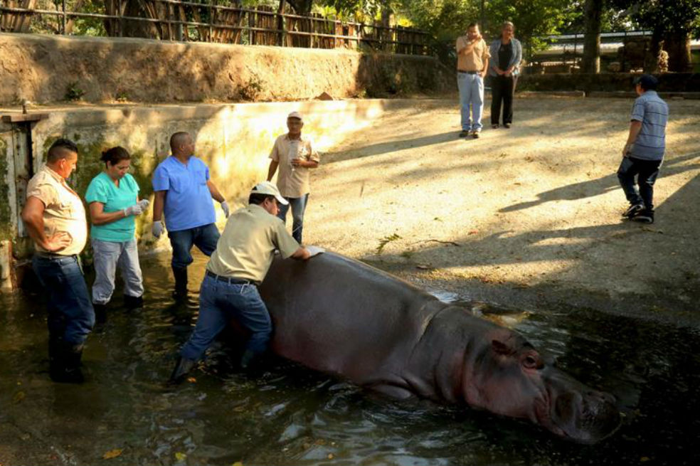 Murió hipopótamo que fue atacado por humanos en zoológico de El Salvador