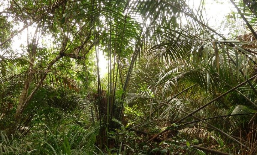 Estos ecosistemas son un gran depósito de carbono y son más viejos de lo que creíamos