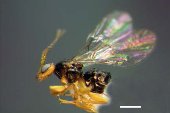 Hallan tres nuevas especies de avispas en Centroamérica