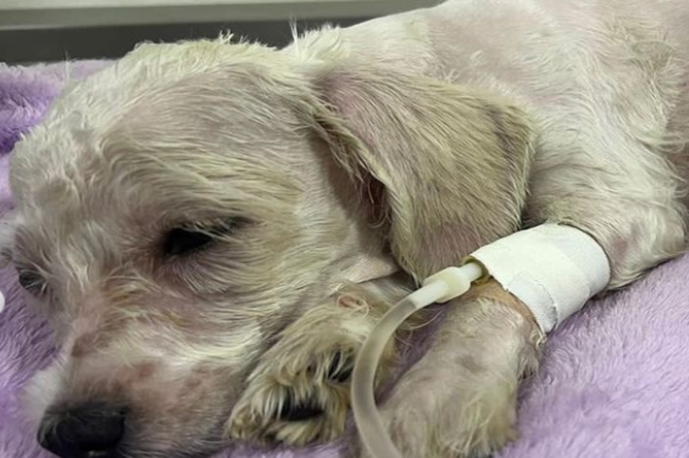 Rescatan perrita abandonada, con desnutrición y maltrato en Risaralda, ¿cómo puede ayudar?