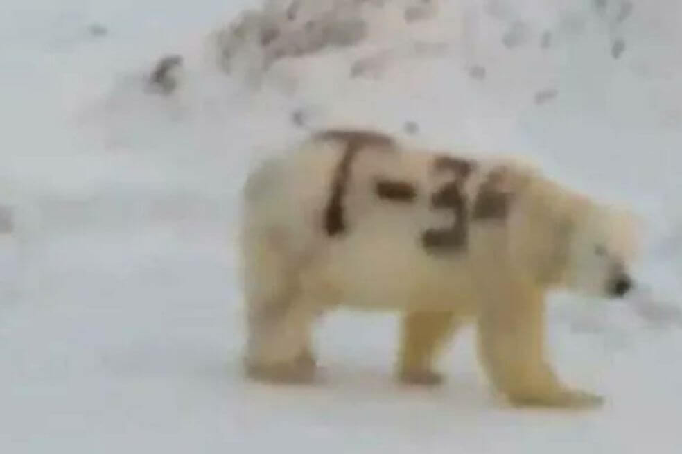 «T-34»: el mensaje pintado sobre un oso polar en Rusia que preocupa a los científicos