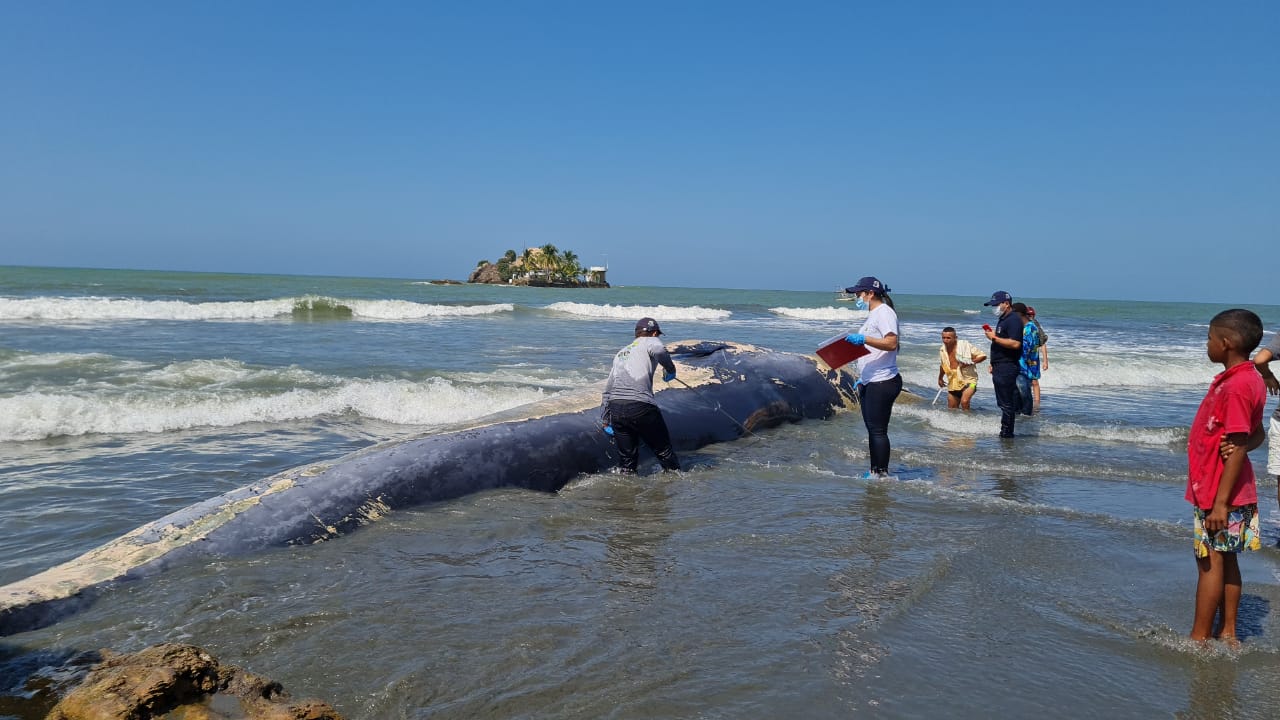 Ballena muerta en San Bernardo del Viento.