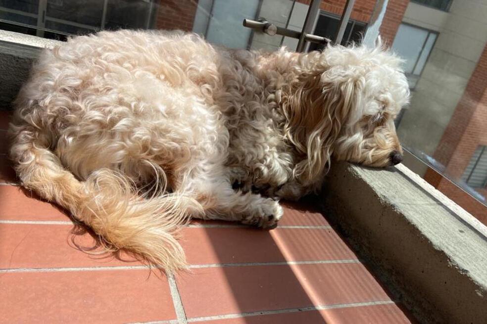 Buscan a Coco, perro que se llevaron del centro comercial Sabana Plaza, en Bogotá