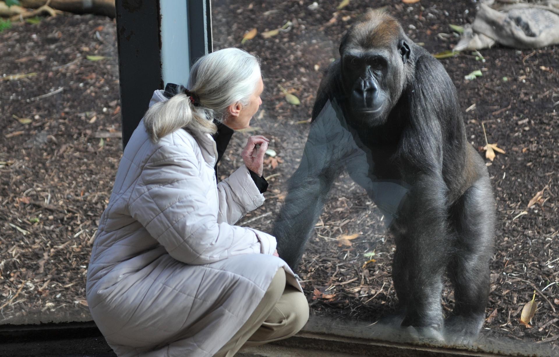 MELBOURNE (Australia), 01/10/2025.- (FILE) - The file picture dated 09 June 2011 shows leading primate expert and conservationist, British Jane Goodall interacting with a gorilla through a glass window at Melbourne Zoo, in Melbourne, Australia (reissued 01 October 2025). According to the Jane Goodall Institute, Jane Goodall has died aged 91 on 01 October 2025. EFE/EPA/JULIAN SMITH AUSTRALIA AND NEW ZEALAND OUT
