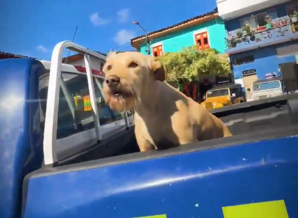 Bruno, el perro adoptado por una estación de Policía que conquistó a todo un pueblo