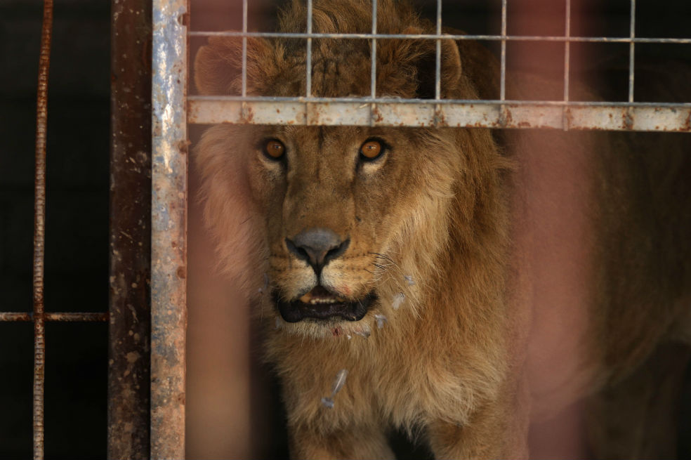 Solo un león y una osa sobreviven a la guerra en Mosul