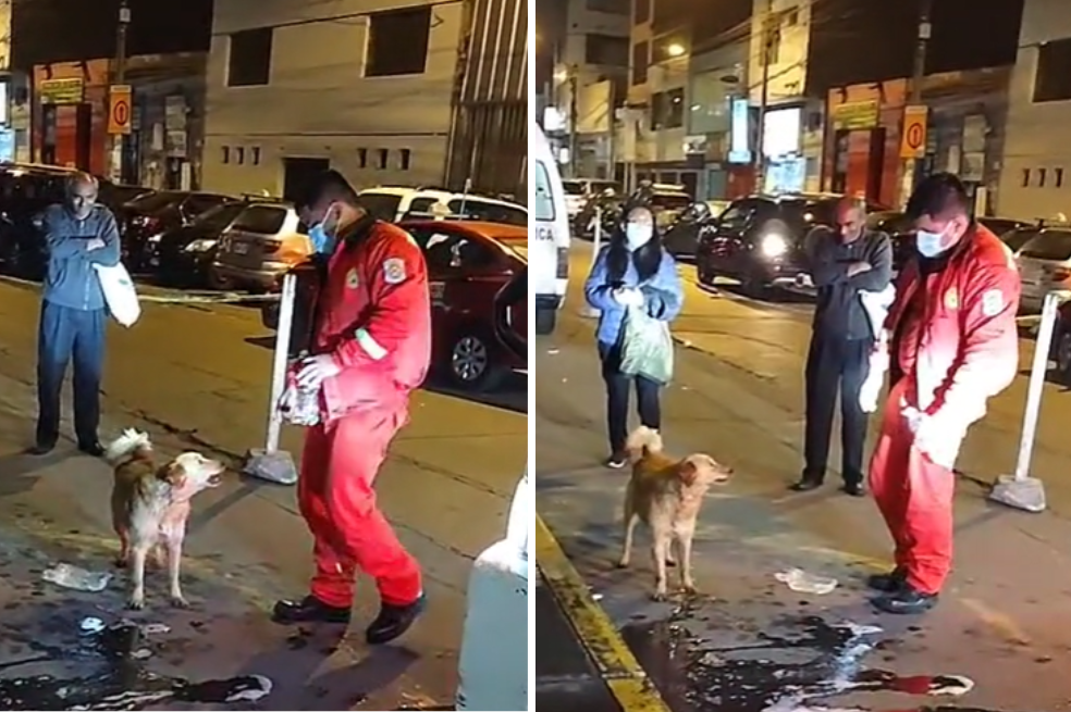 En video: perro estuvo dos días afuera de un hospital esperando a su dueño