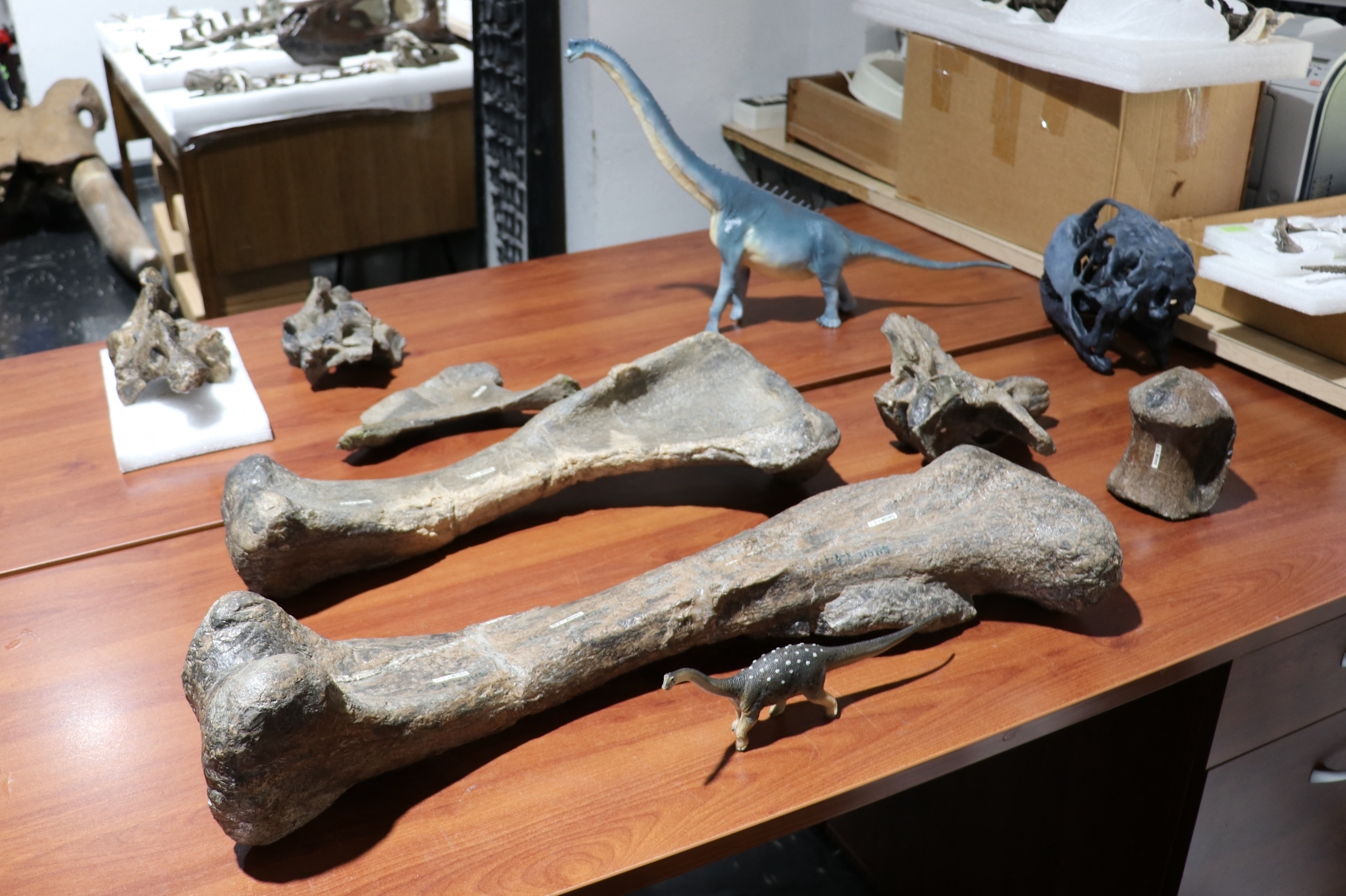 Chile descubre el “Arackar licanantay”, un dinosaurio del desierto de Atacama