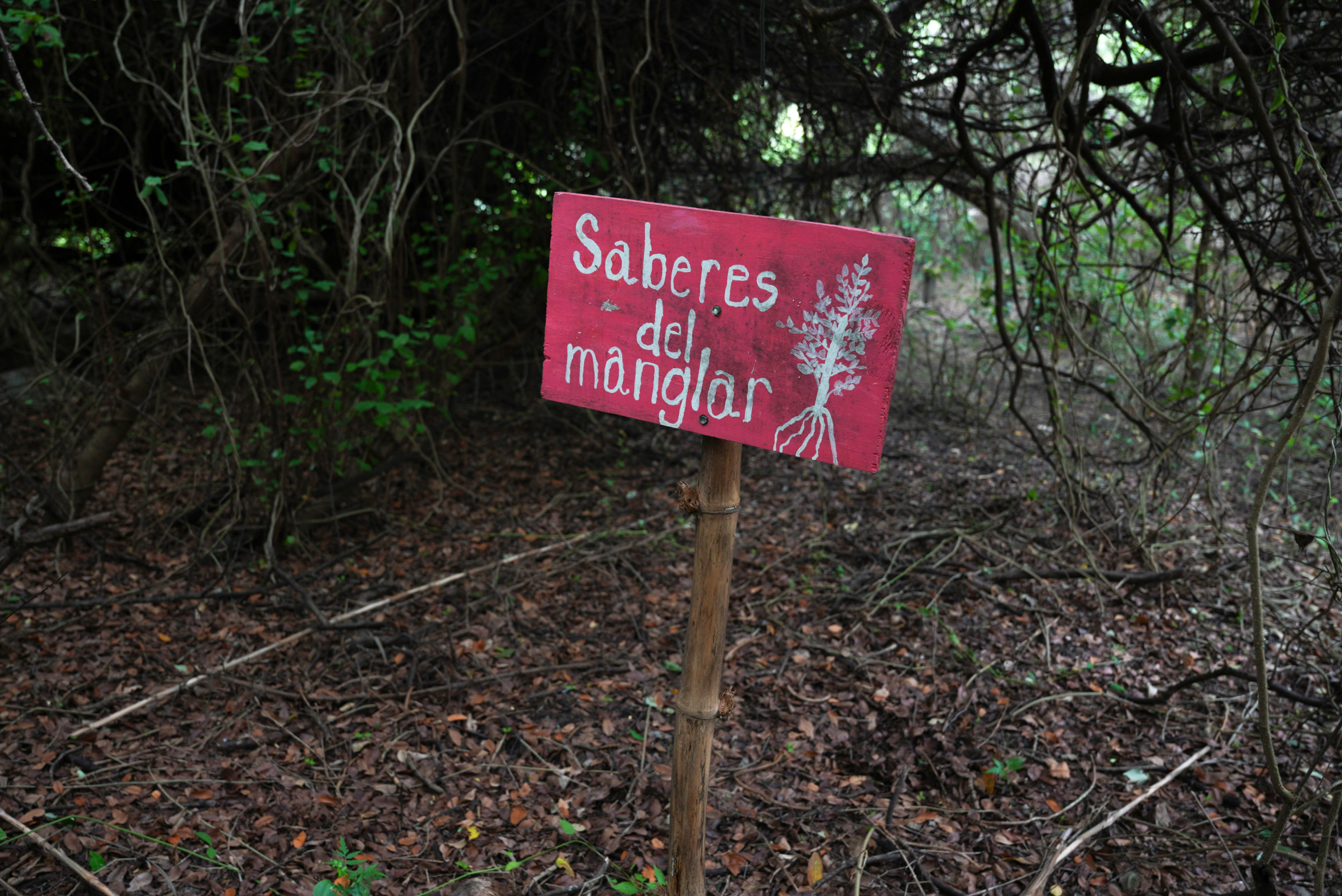 Manglar