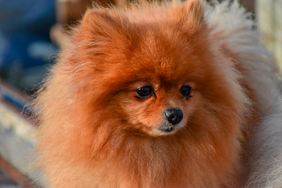 Mascotas: ¿Qué tipo de cáncer afecta a los perros? Los expertos responden