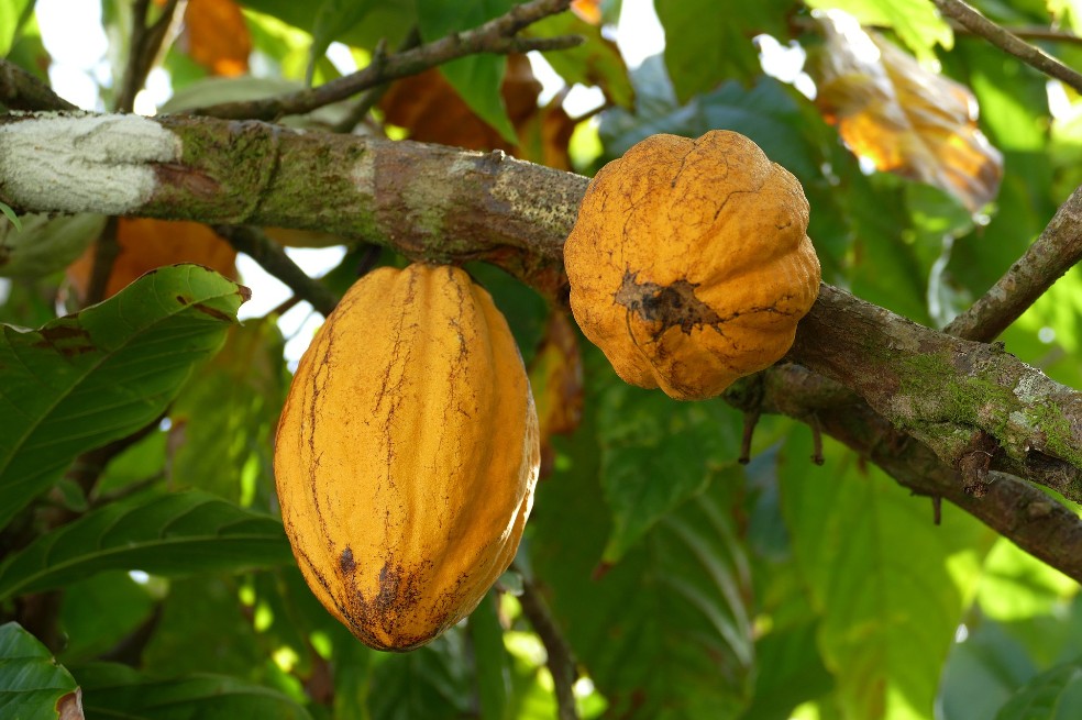 Cacao y turismo, la apuesta competitiva de Antioquia