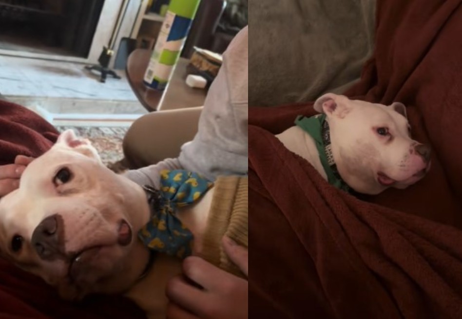 Un hogar lleno de amor borró las manchas de lágrimas de un perro rescatado (video)