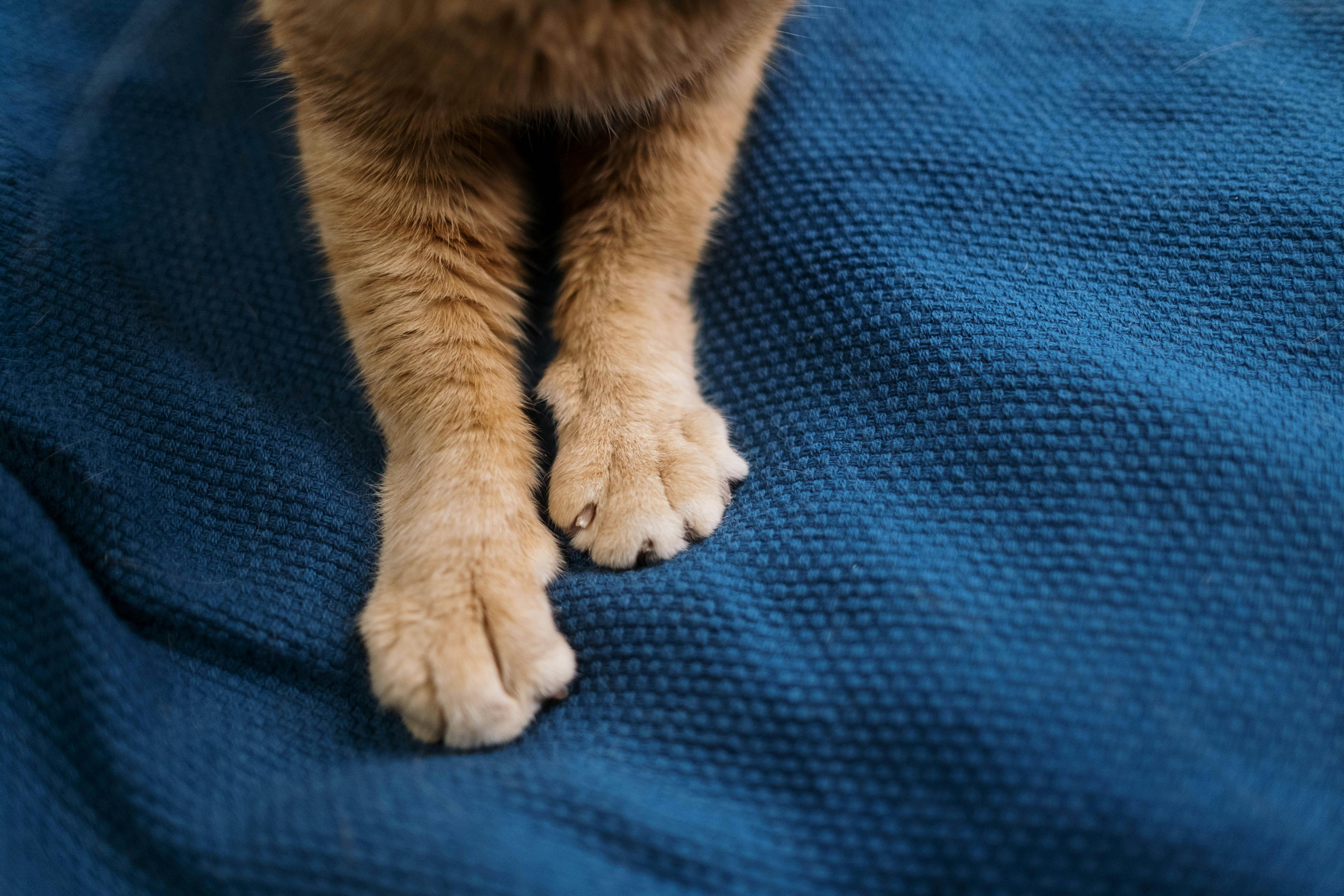 Rescataron gato con cáncer en un ojo y ahora buscan donaciones para su tratamiento