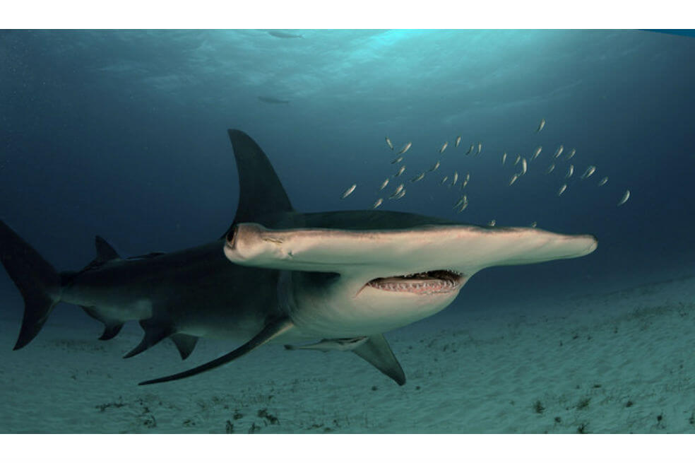 Los tiburones martillo son una especie semitropical, que hoy se encuentra en peligro de extinción. / Wikimedia Commons