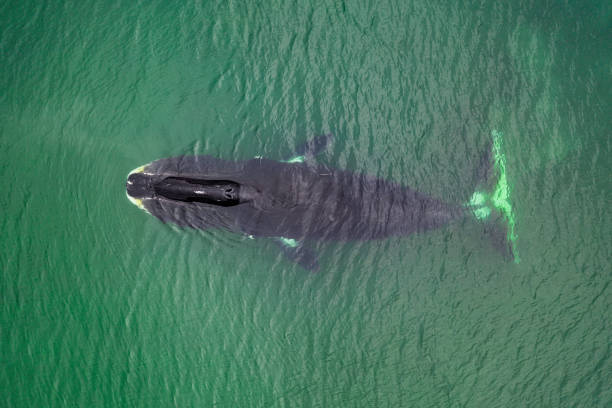 Las pistas que una especie de ballena podría darnos sobre el envejecimiento humano