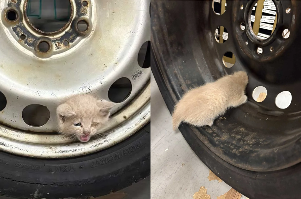 Un gatito callejero quedó atrapado en una llanta: así lograron salvarlo