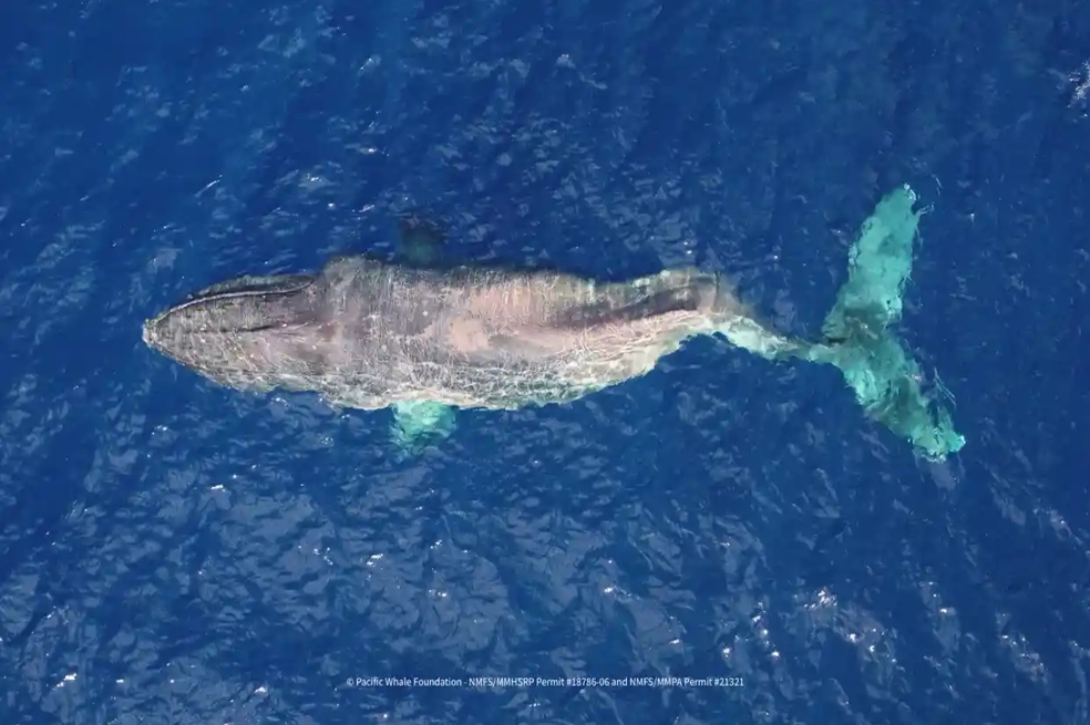 Moon, la ballena que nadó por más de 5.000 kilómetros con su espalda rota