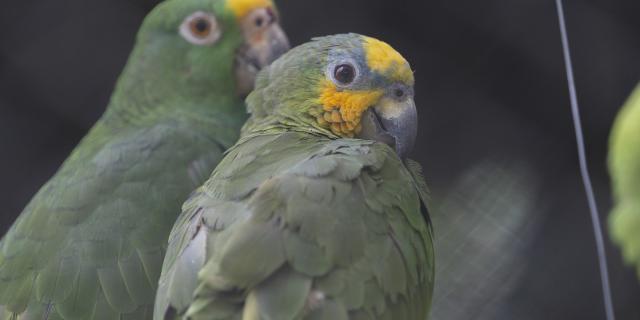 Antioquia: más de mil animales silvestres fueron rescatados por tráfico en 2024
