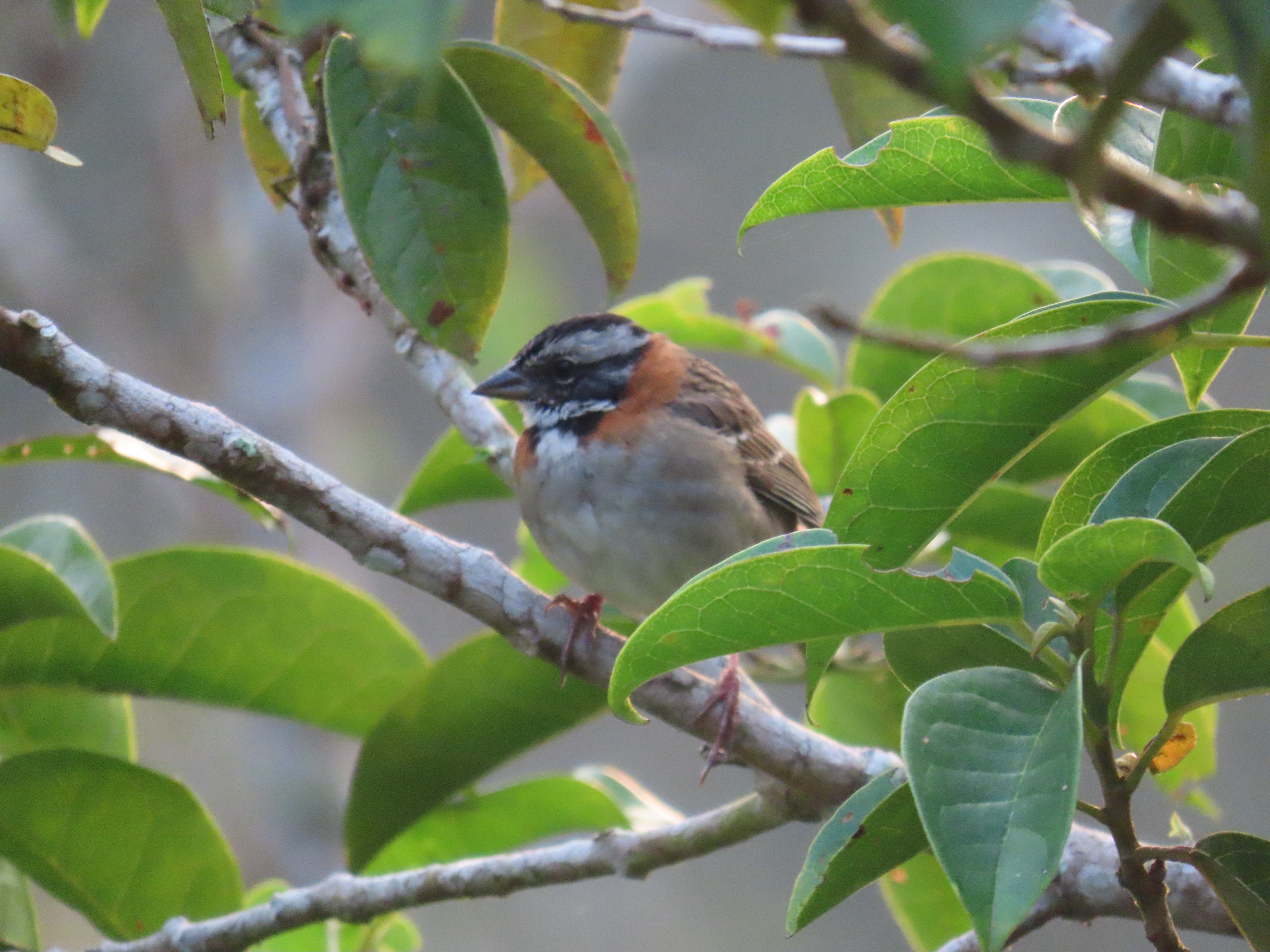 Una nueva área protegida para conservar cerca de 2.000 especies en el Valle del Cauca
