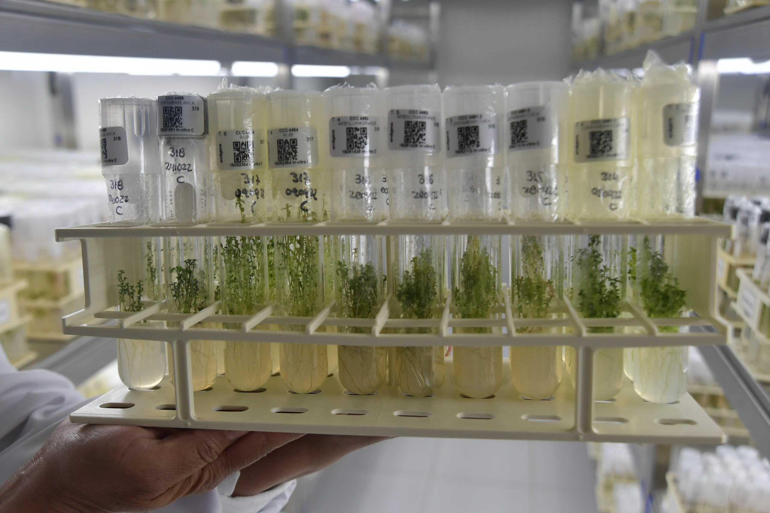 En la COP15 de biodiversidad, celebrada hace dos años en Montreal, los países no solo lograron ponerse de acuerdo con las 23 metas que buscan detener y revertir la pérdida de biodiversidad para 2030, sino que también acordaron establecer una serie de normas sobre el reparto de beneficios que se obtienen a partir de los DSI.