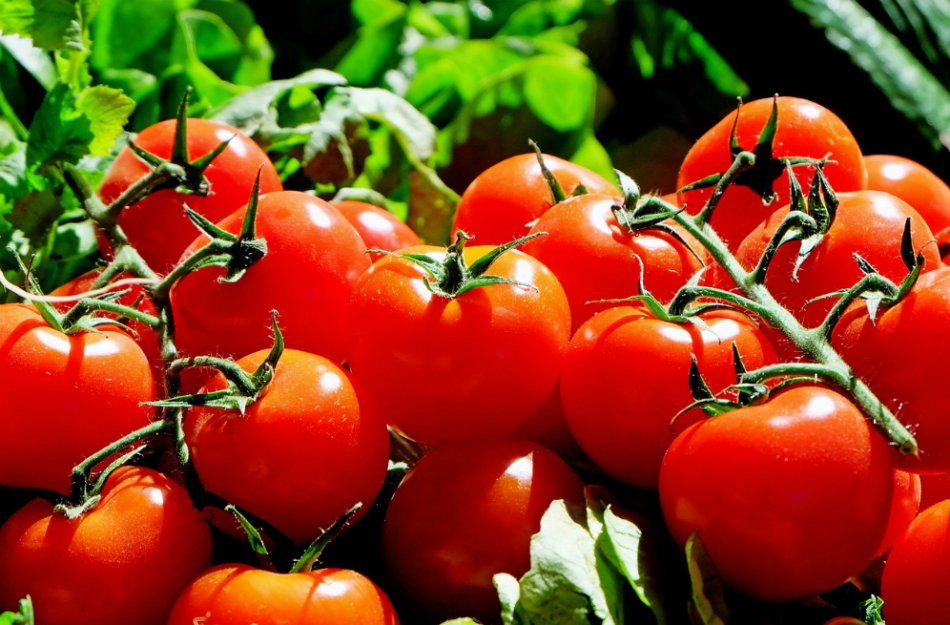 ¿Por qué los tomates ya no saben a tomate?