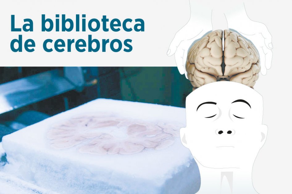 Así se crea la biblioteca de cerebros