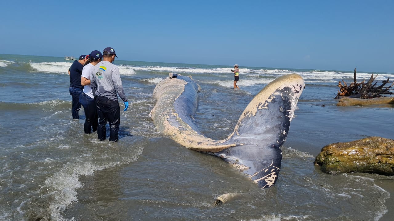 Fotos: Investigan muerte de ballena que apareció en una playa de Córdoba