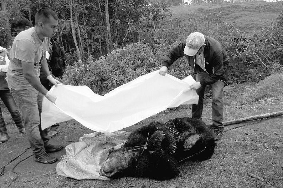 Hombre que disparó contra oso de anteojos en Fómeque fue capturado