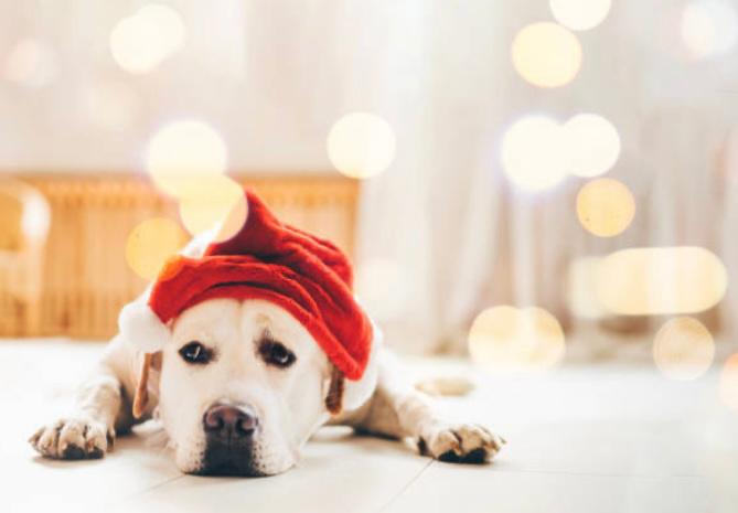 ¿Cómo afrontar la primera Navidad sin mi mascota?