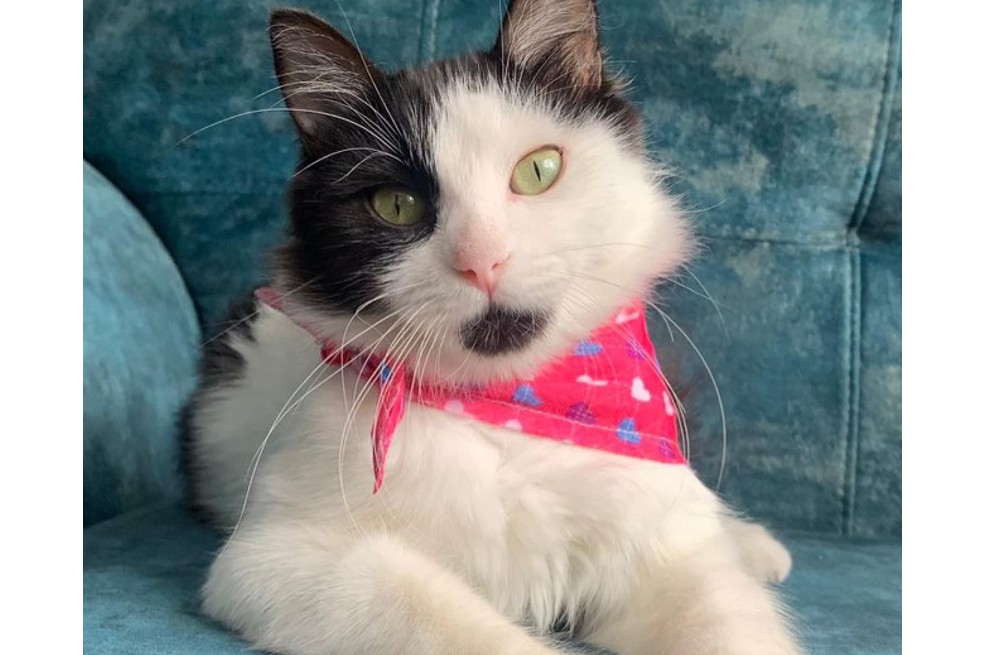 ¿Quiere adoptar una mascota? Estos diez animales buscan un hogar en Colombia
