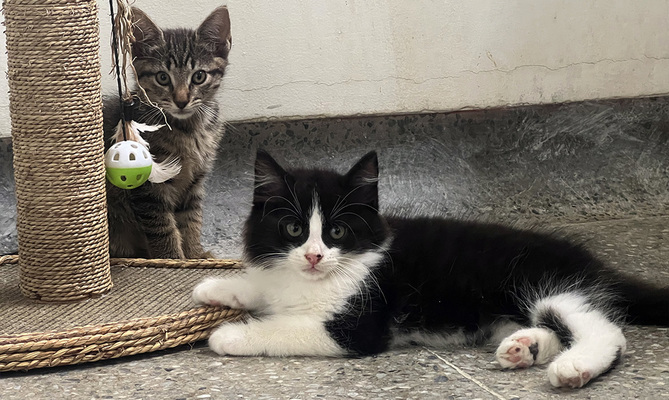 ¿Nuevo perro o gato en casa? Consejos para su adaptación exitosa