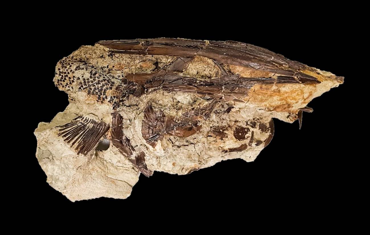 Nuevos detalles del momento en el que el asteroide acabó con los dinosaurios