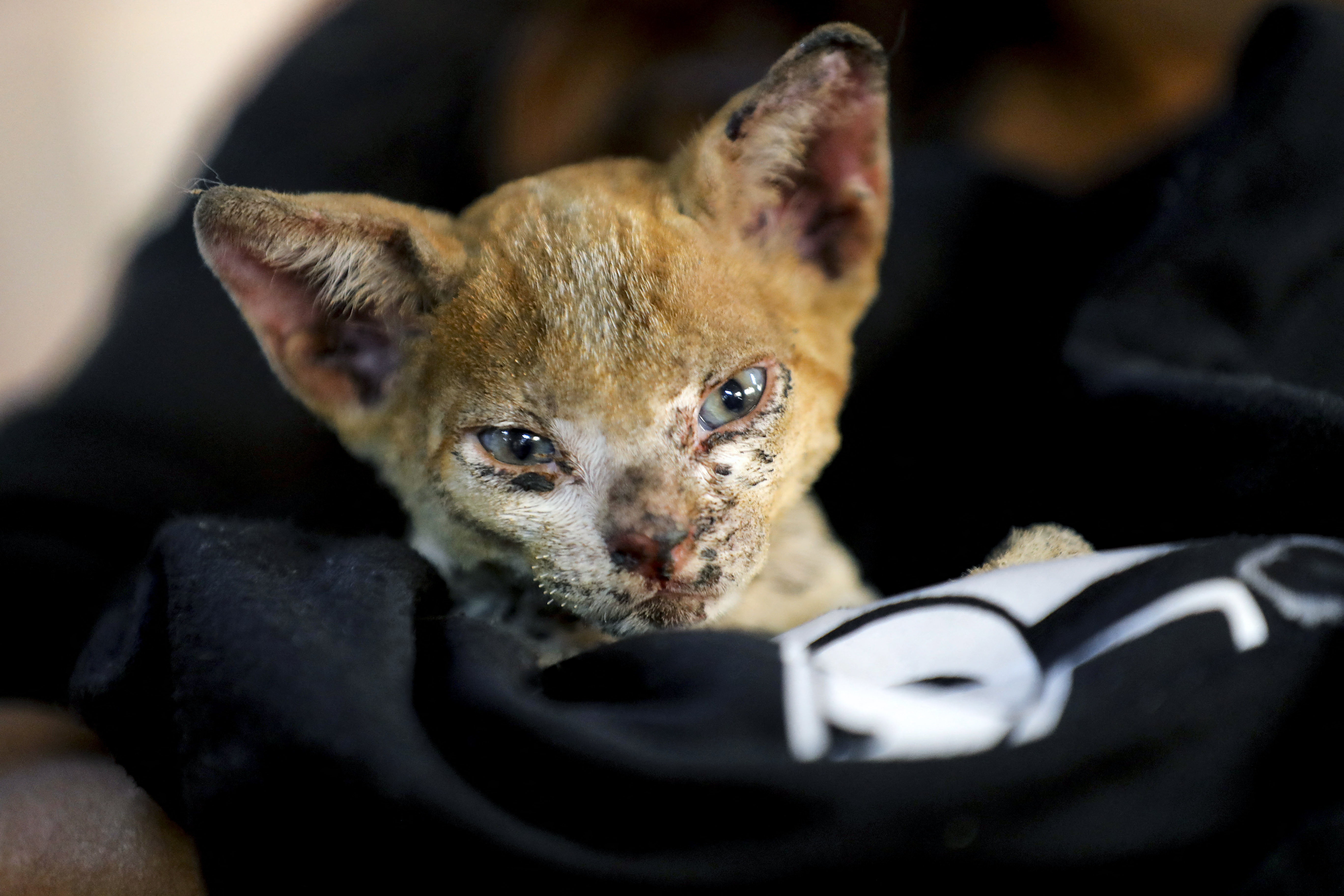 (VIDEO) Chile: Crean hospital para atender a los animales heridos en los incendios