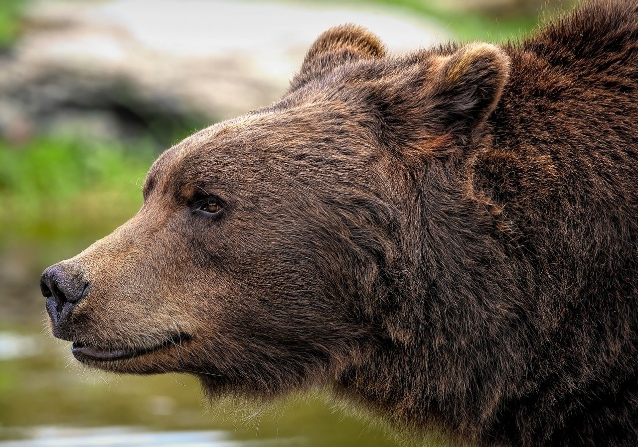 Policía sacrifica a un oso que había atacado a un niño en Nueva York