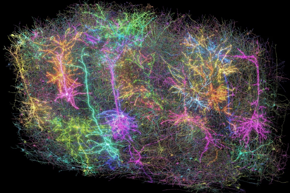 Esta es una representación digital de neuronas en una sección del cerebro de un ratón.