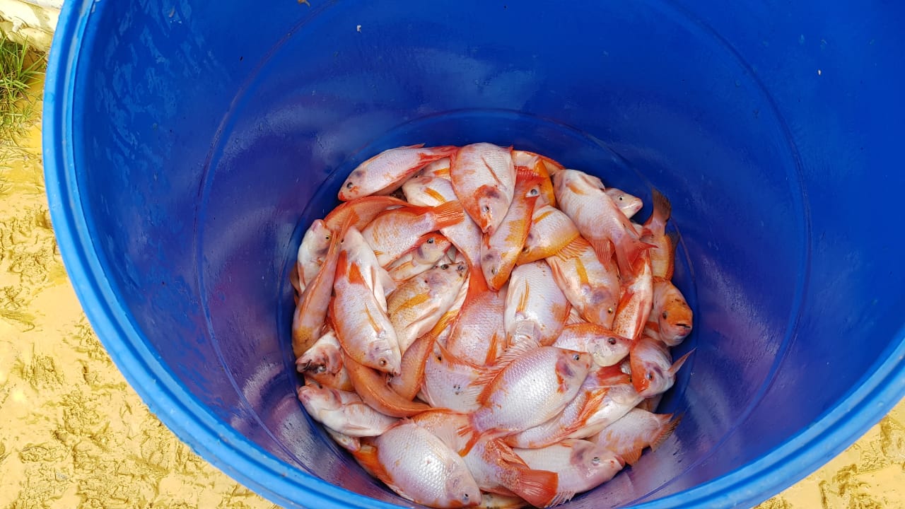 Hasta la fecha, el proyecto ha dado tres pescas de tilapia roja. Cada pesca requiere al menos de seis meses de cultivo y cuidado.