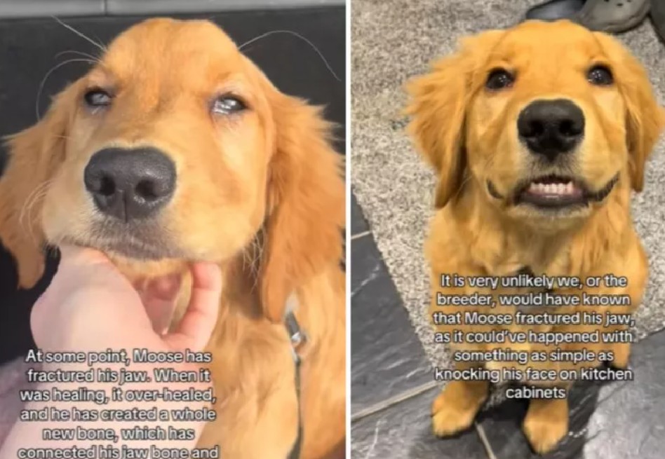 El diagnóstico surgió cuando, durante la cirugía para tratar los ojos de cereza, los veterinarios notaron que Moose no podía abrir completamente su boca.