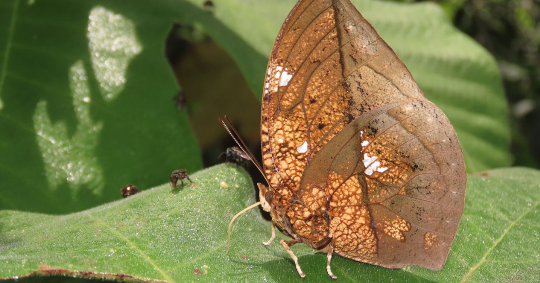 La vereda de Putumayo donde pueden verse cerca de 299 especies de mariposas