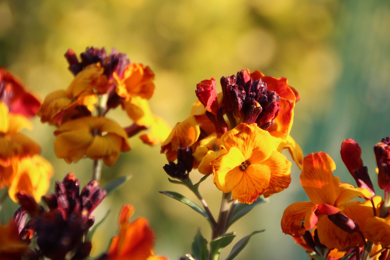 El alhelí es una planta ornamental apreciada por sus vistosas flores y su fragancia dulce.