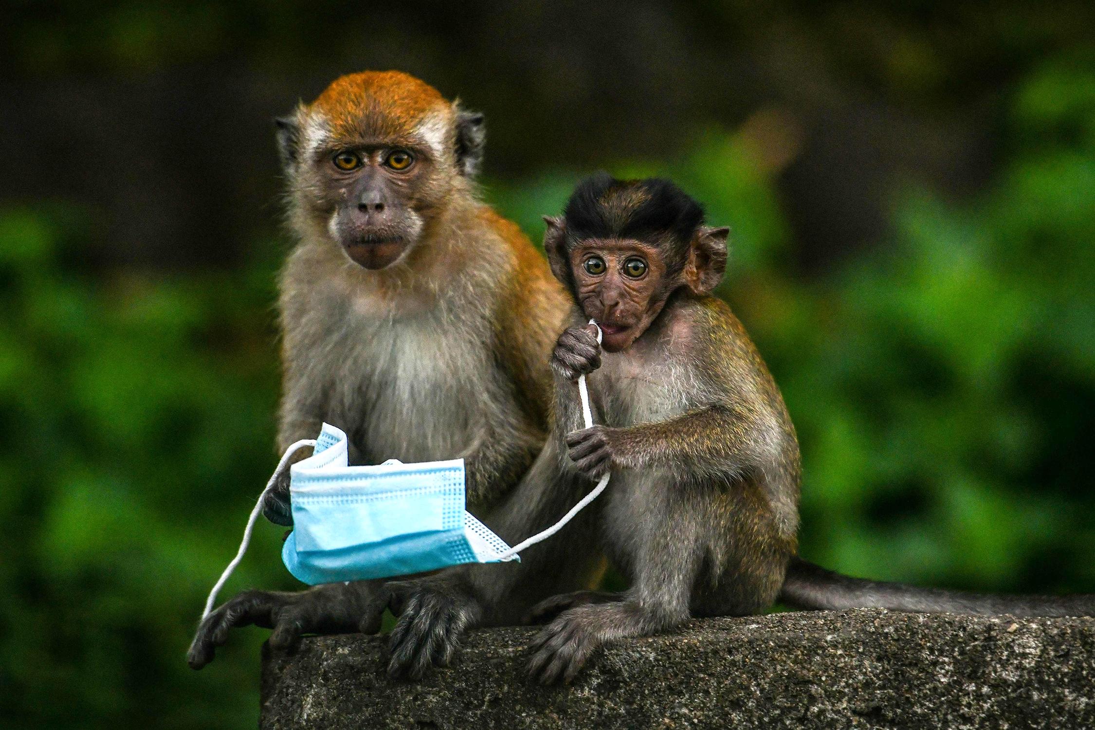 Fotos ciencia nature 2020