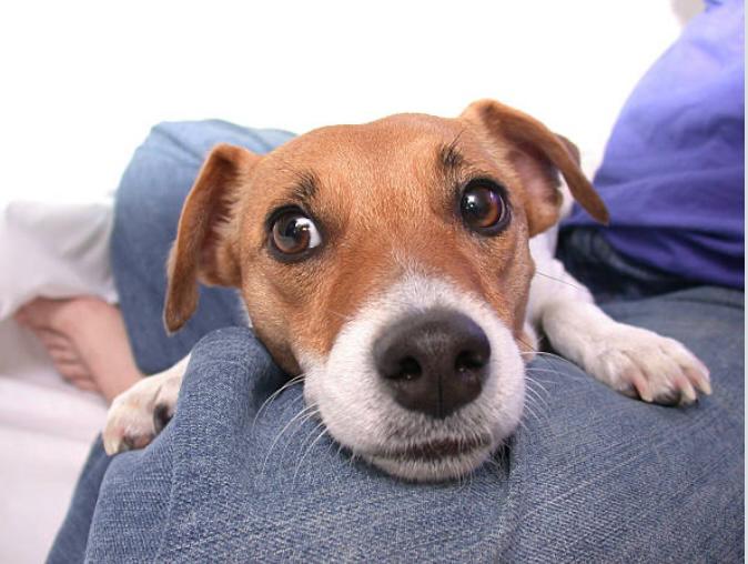 Esto significa que un perro apoye la cabeza sobre su dueño