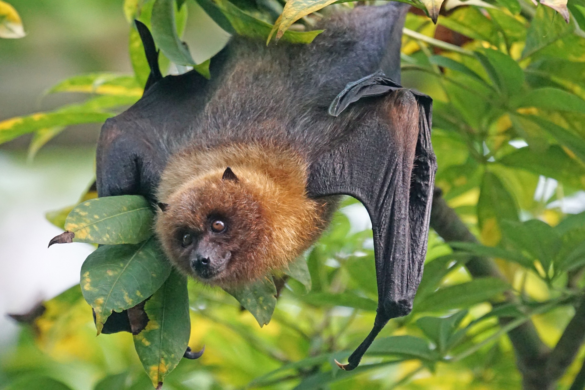Un murciélago utilizaría el mismo mecanismo que las aves para orientarse al volar