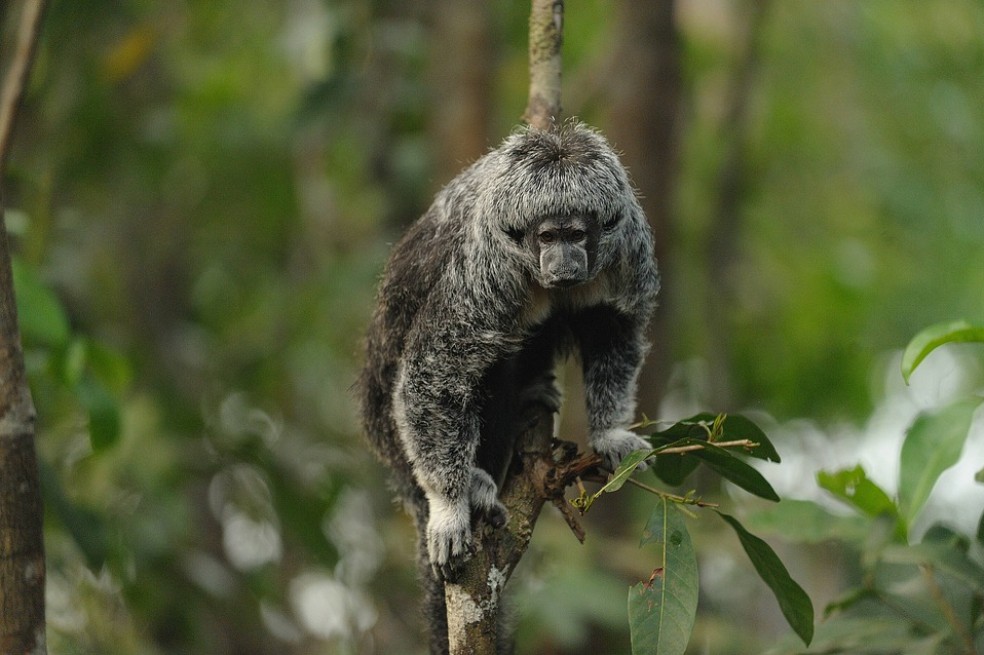 Colombia contará con 5000 hectáreas para compensación ambiental