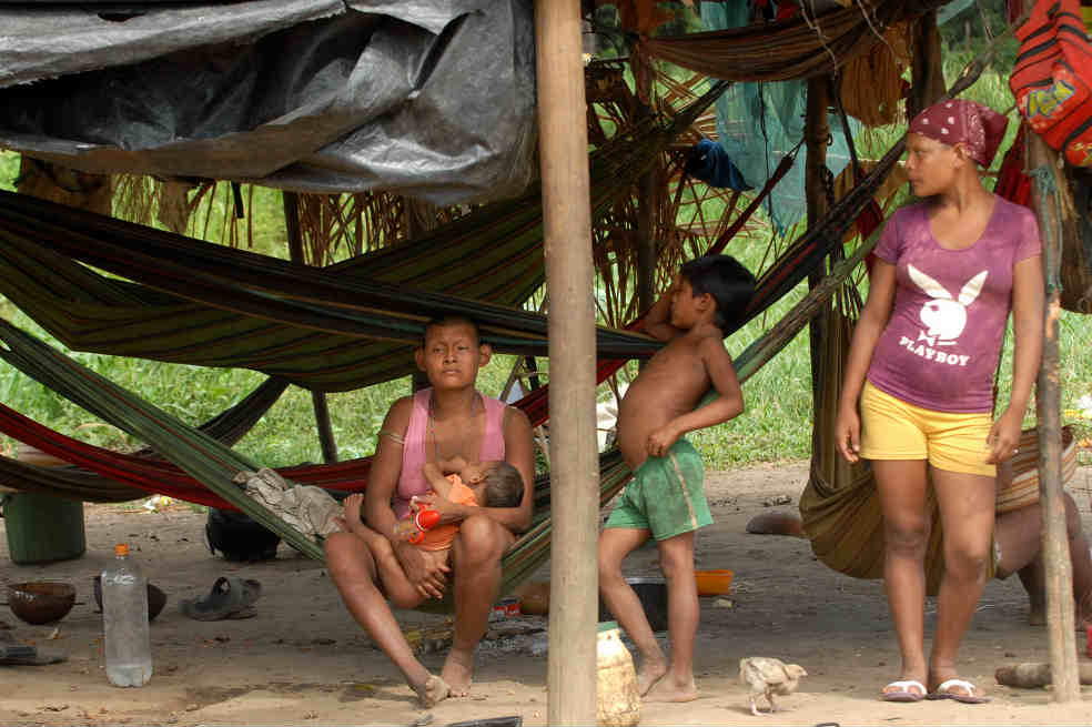 Tukanos, al borde de la extinción