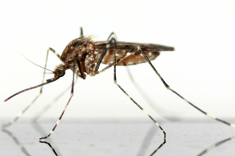 Tras ser ingeridos, los insectos podrían estar llevando los microplásticos del agua a los estómagos de aves o murciélagos. / Pixabay