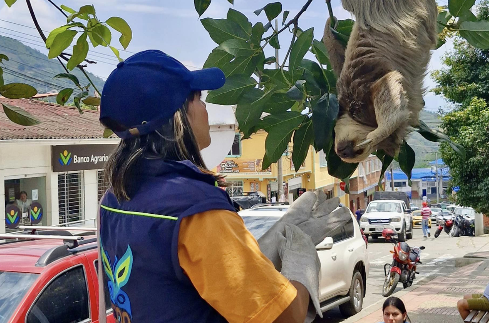 Los perezosos de Sasaima: ¿íconos de un pueblo o víctimas del turismo?