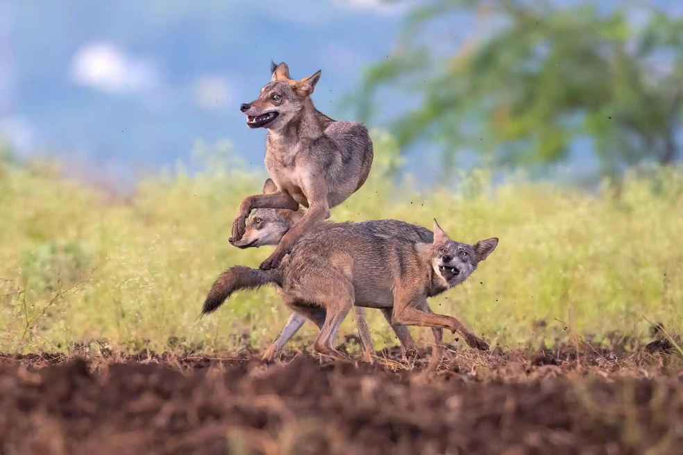 Categoría mamíferos:
La imagen que muestra a tres lobos saltando por el aire en Maharashtra, India. Siddhartha Ghosh fue el encargado de tomar la foto.