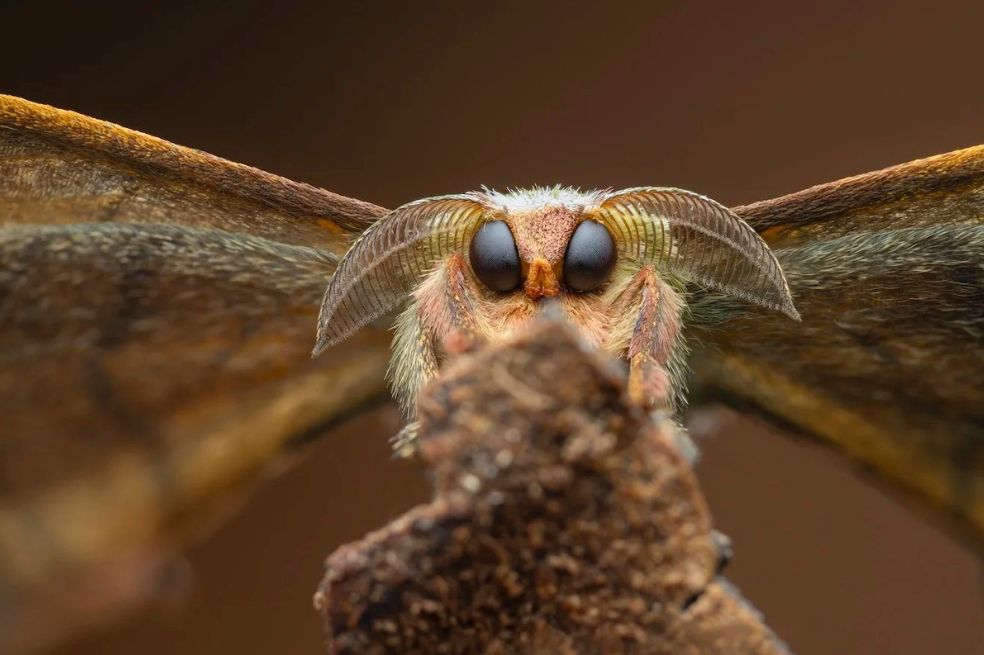 Ganador retrato de invertebrados: Laurent Hesemans se encontró cara a cara con esta polilla de seda en Tinamaste, Costa Rica.