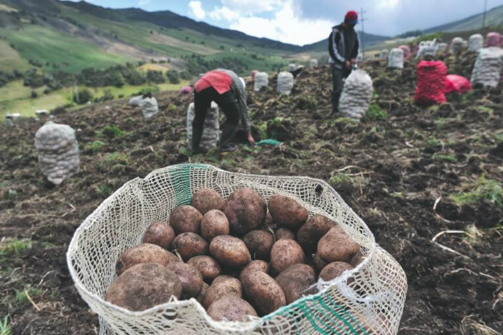 SAC, preocupada por reducción en el presupuesto del sector agropecuario